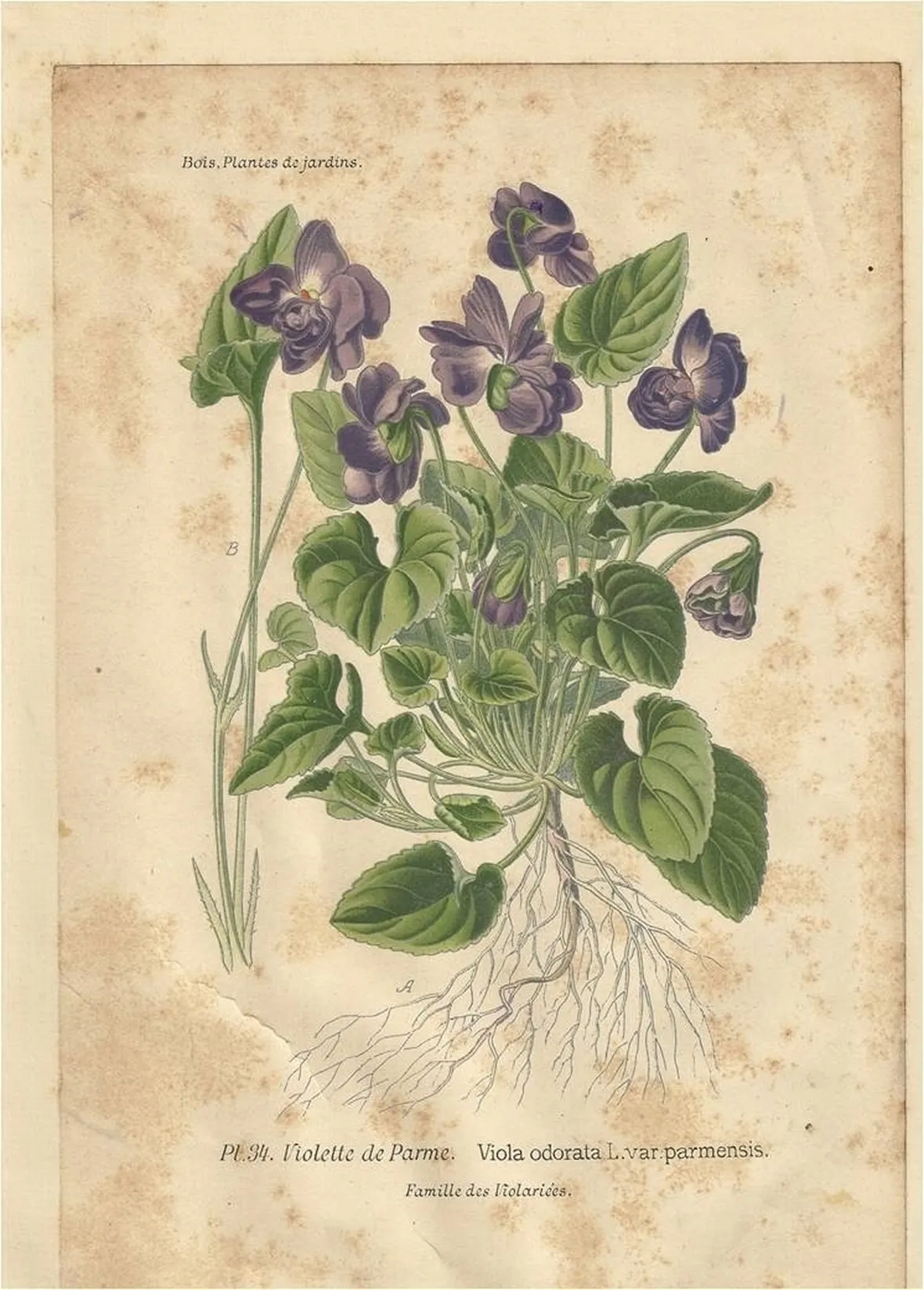 Fiori di Magnolia