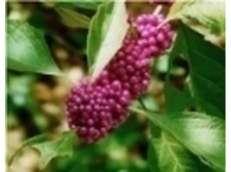 bacche giardino