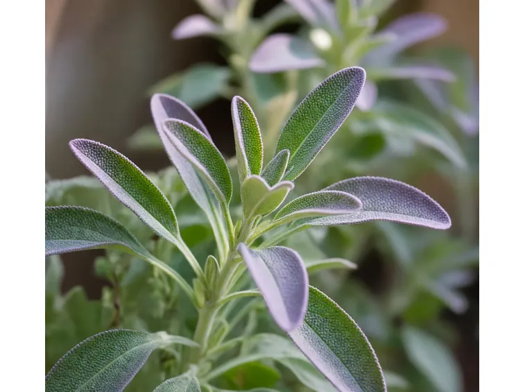 salvia officinali