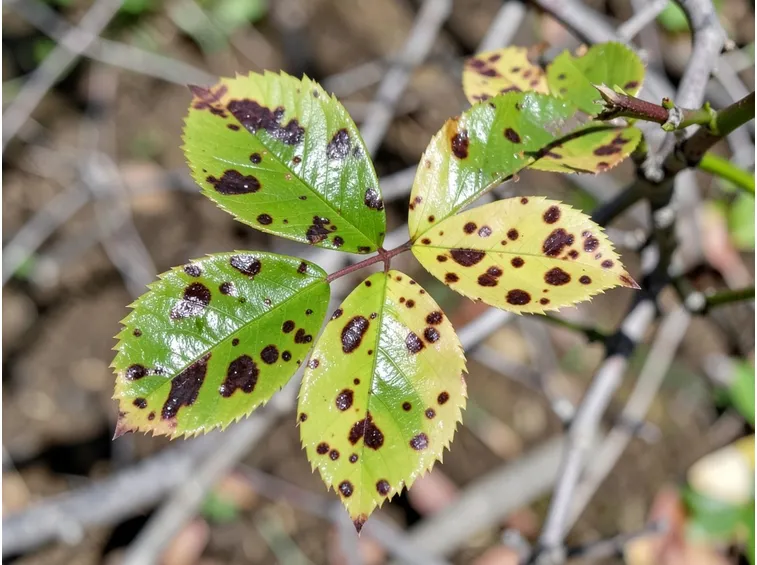 clorosi della rosa