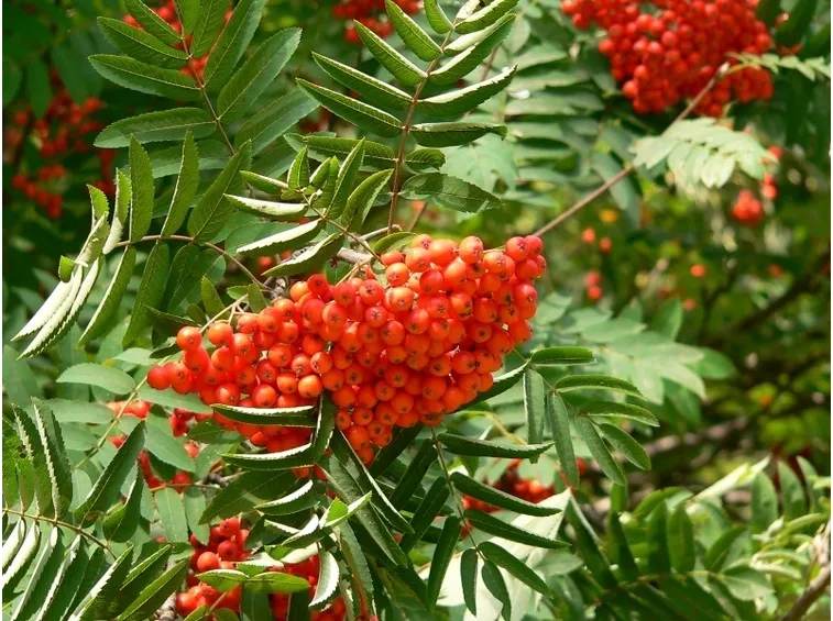 pyracantha