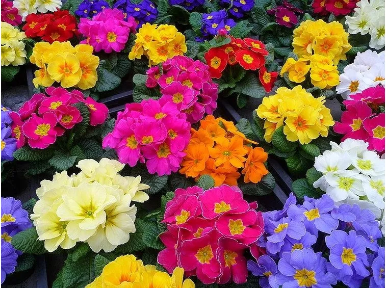 lavori di primavera