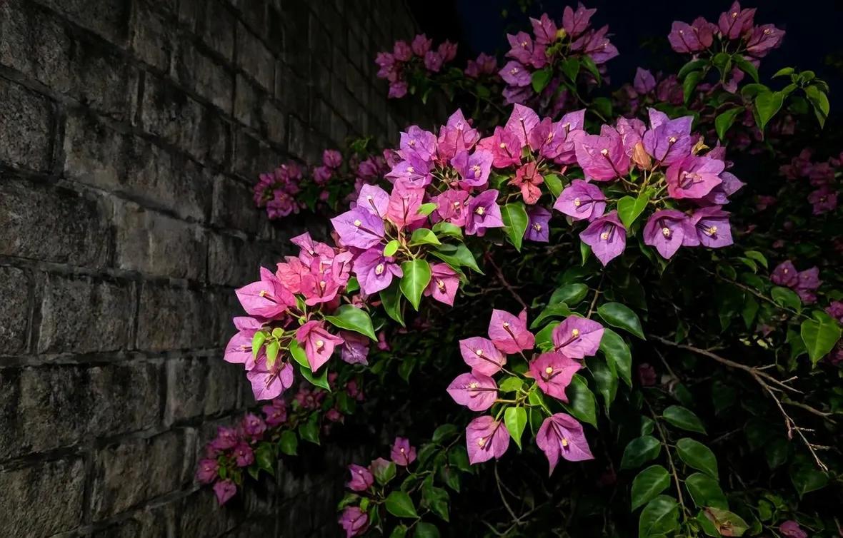 fiori