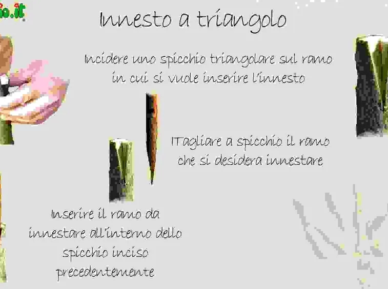 Innestare le rose