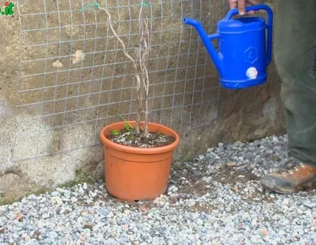 Muri verticali