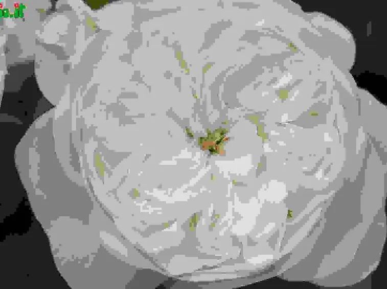 Centifolia