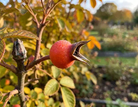 Che cosa sono i cinorrodi e perché le rose antiche ne producono tanti