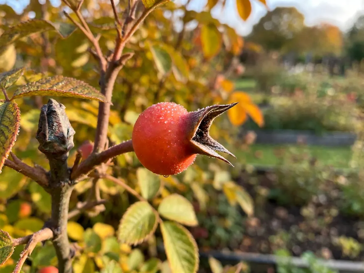 Che cosa sono i cinorrodi e perché le rose antiche ne producono tanti
