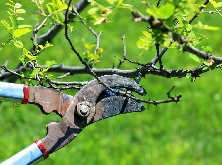 tecniche giardinaggio