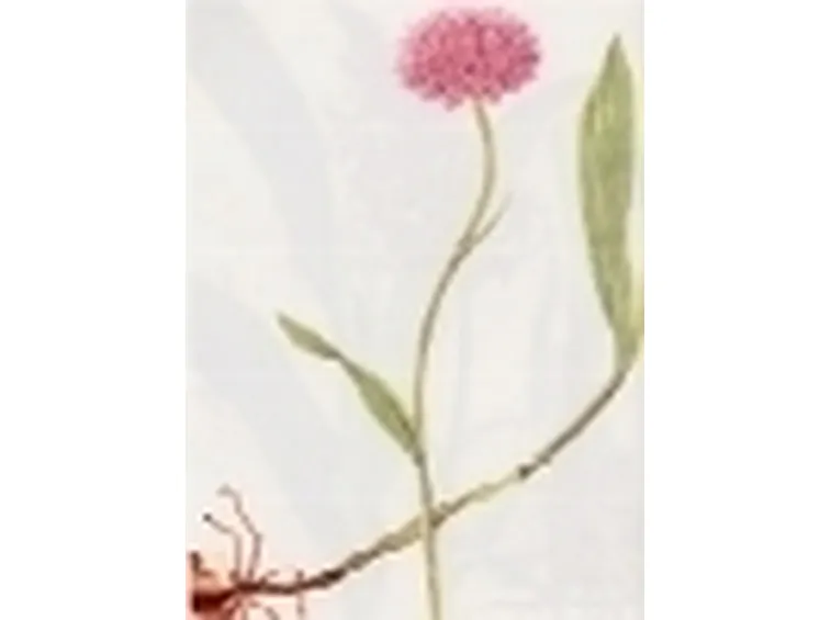 orchis globosa 