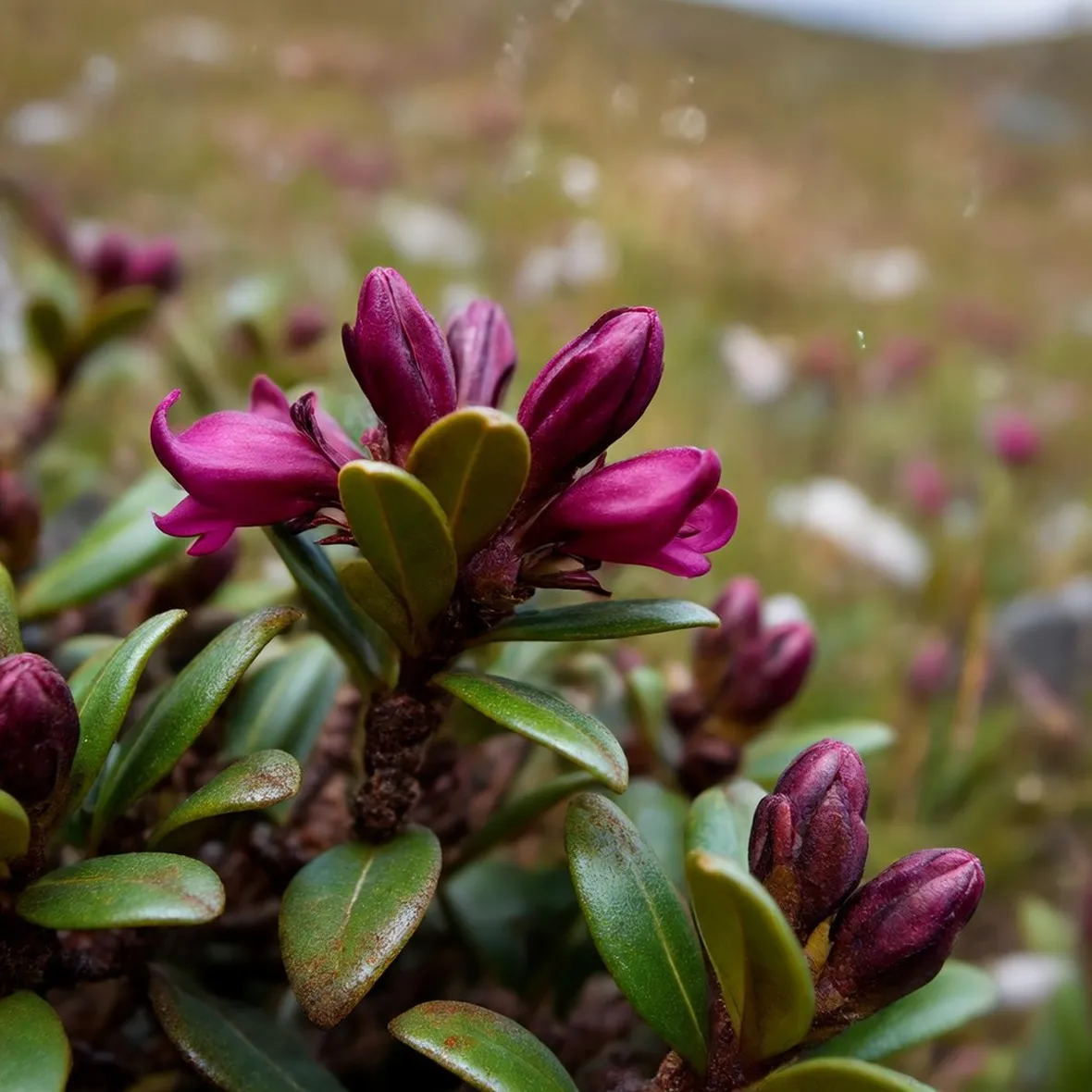 rhododendron ferrugineum